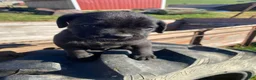 Cane Corso dogs for sale: Cooper - Ad 7