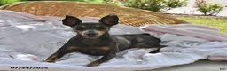 Miniature Pinscher dogs for sale: Peanut - Ad 8