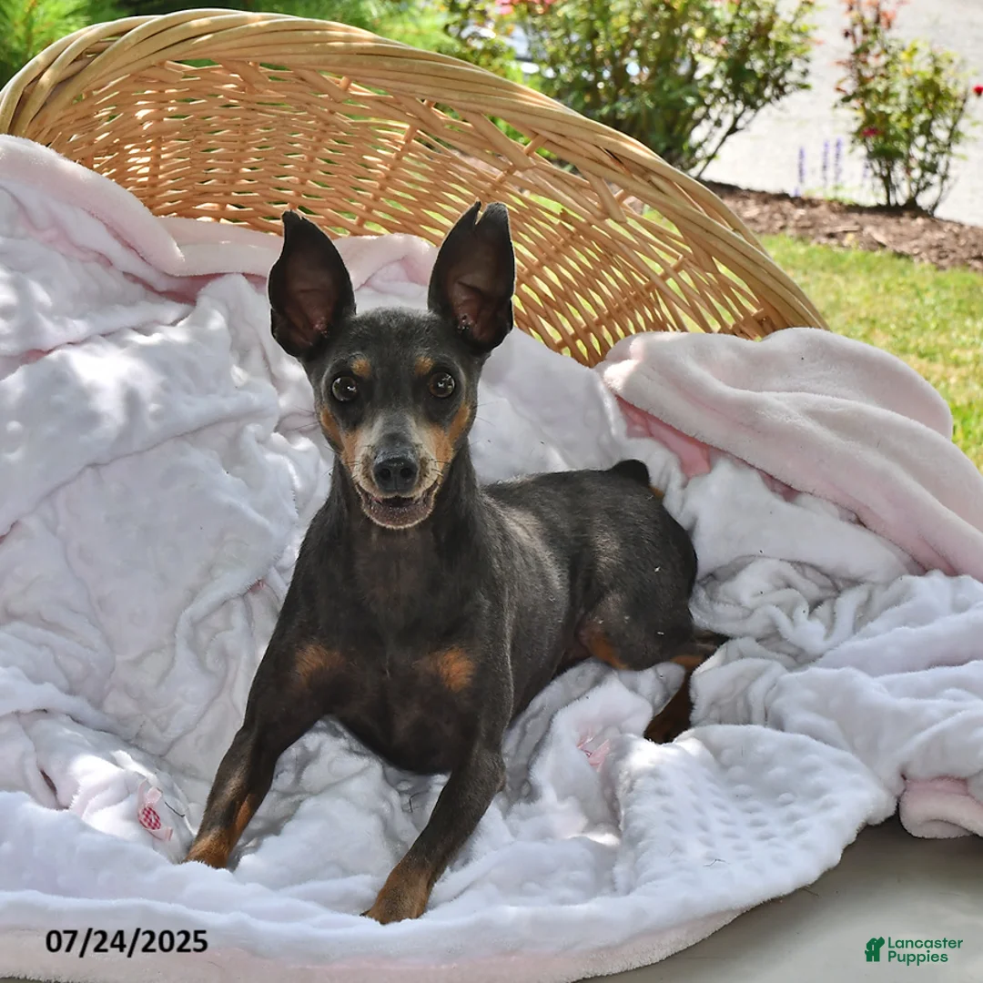 Miniature Pinscher dogs for sale: Peanut - Ad 8