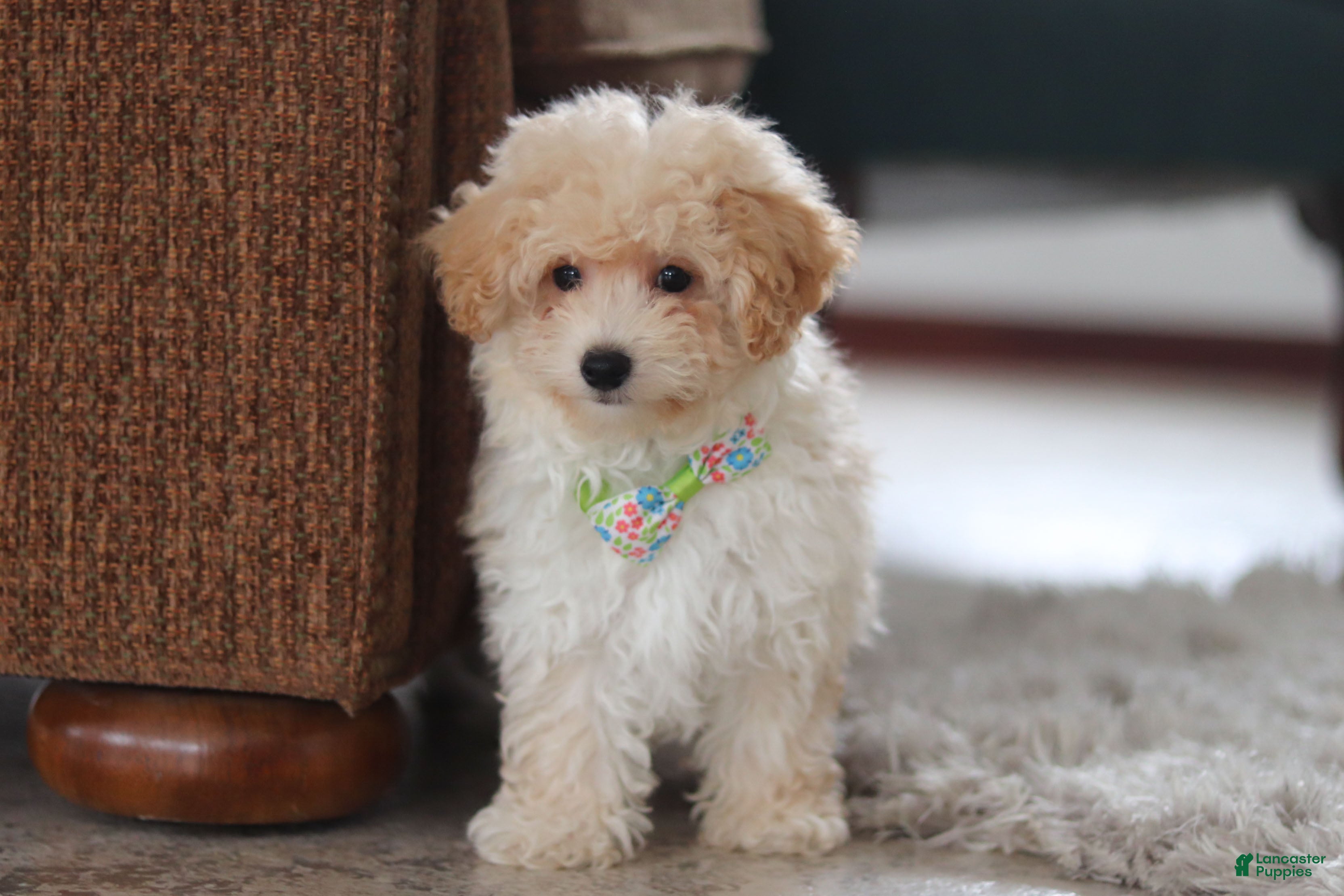 Maltipoo dogs Bodie - Ad 1