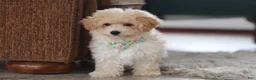 Maltipoo dogs for sale: Bodie - Ad 1