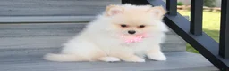 Pomeranian dogs for sale: Ruby - Ad 5