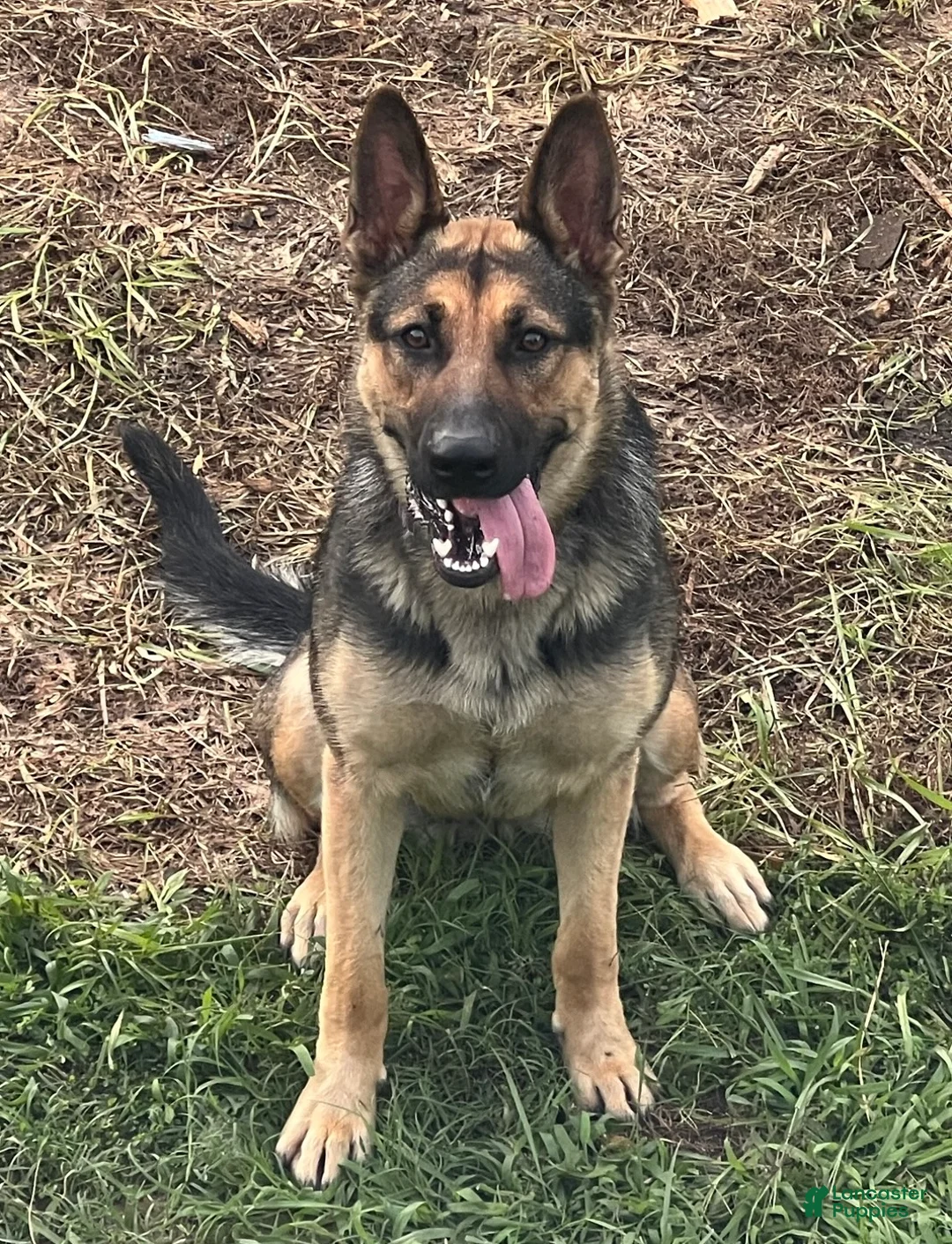 German Shepherd dogs for sale: Yellow - Ad 2