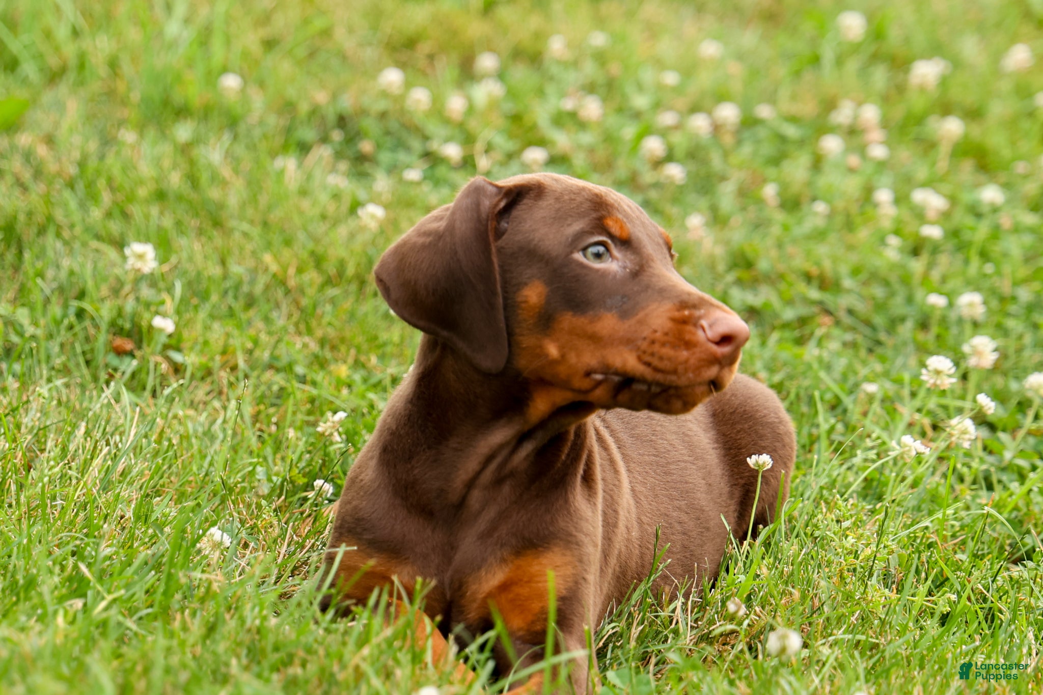 Doberman Pinscher dogs DASHER - Ad 2