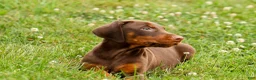Doberman Pinscher dogs for sale: DASHER - Ad 2