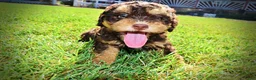 Havapoo dogs for sale: Jazz-LABOR DAY SALE-TAKE $100 OFF!!! - Ad 17