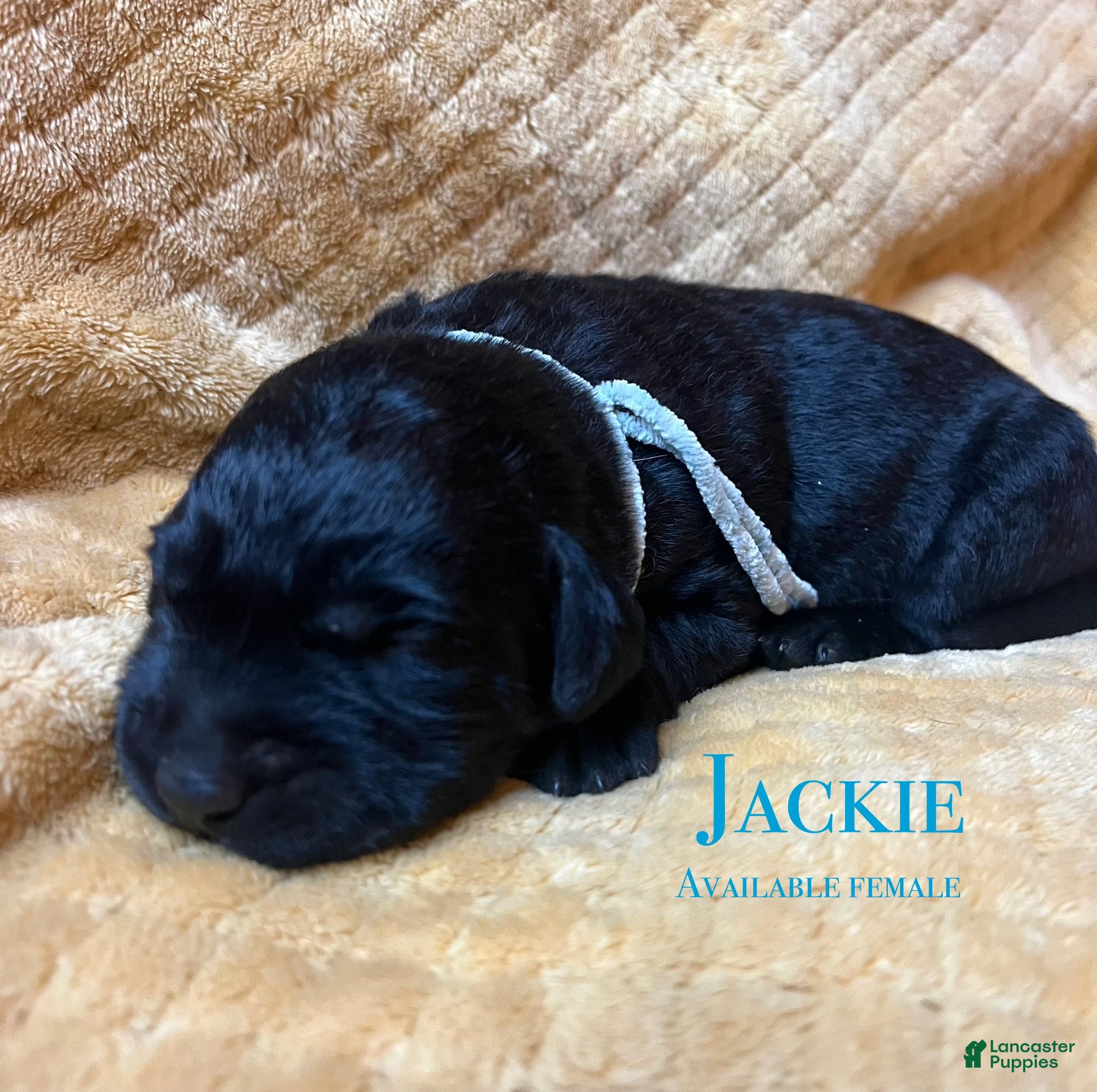 Labrador Retriever dogs Jackie - Ad 24