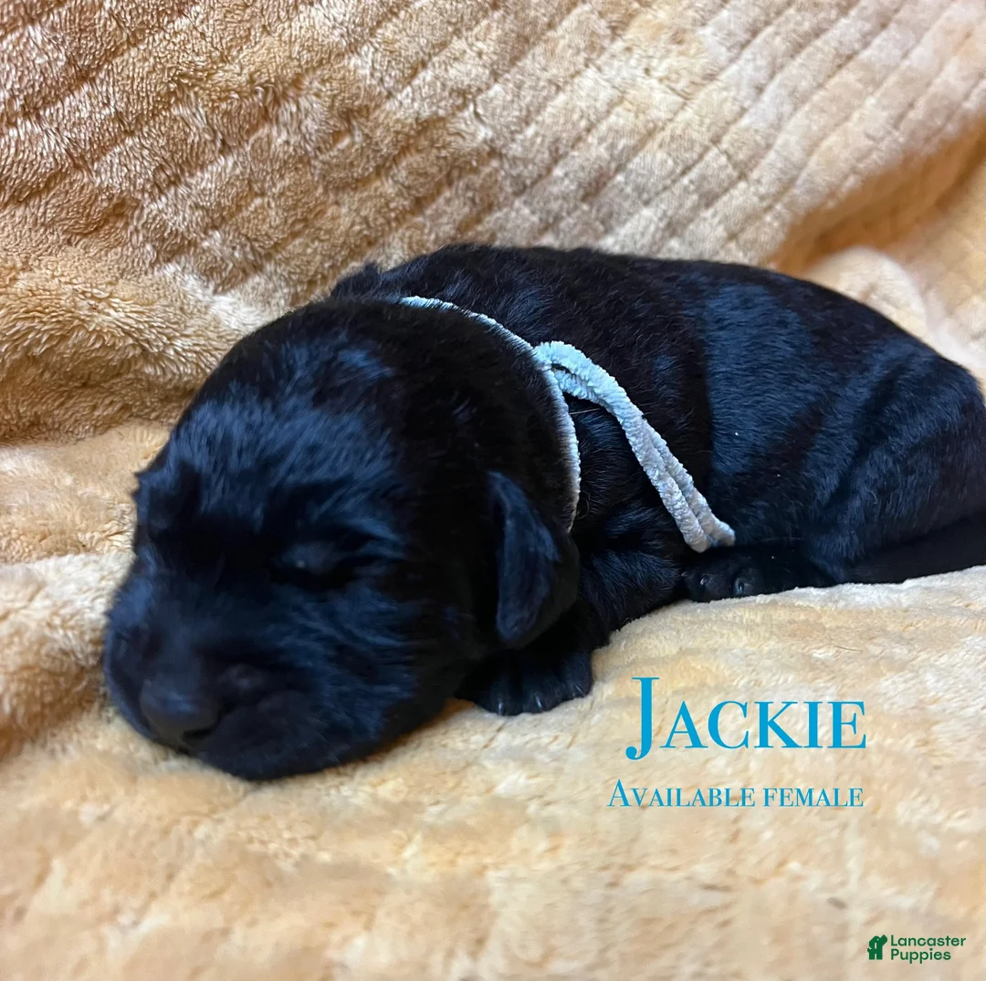 Labrador Retriever dogs for sale: Jackie - Ad 1