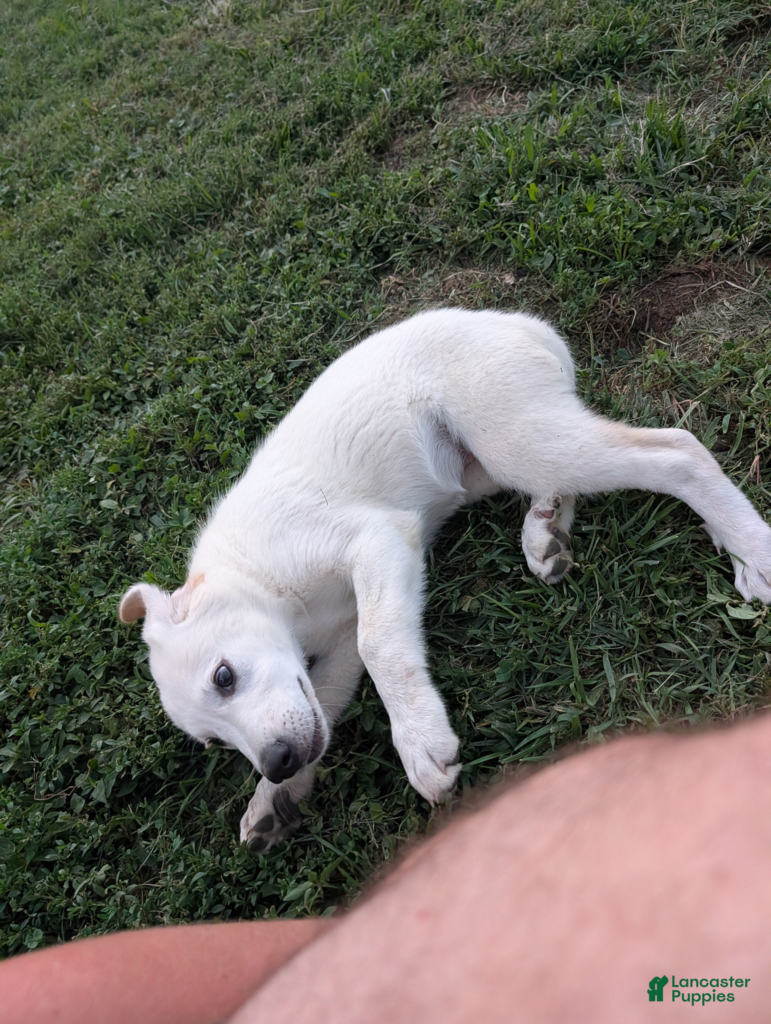 Mixed Breed dogs Great Pyrenees 5 - Ad 2