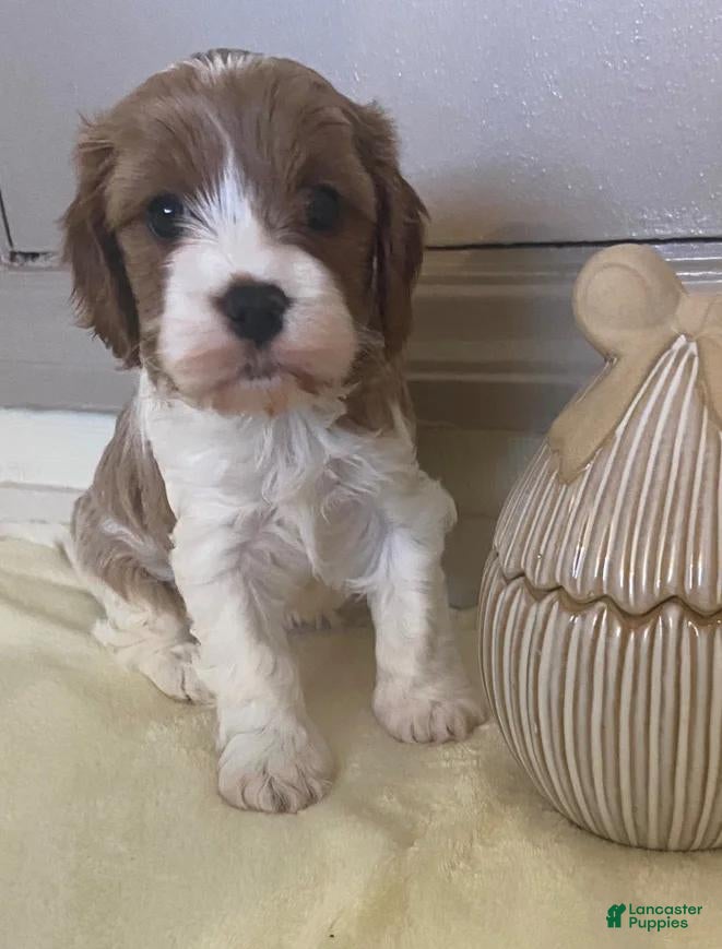 Cavapoo dogs Sara - Ad 24