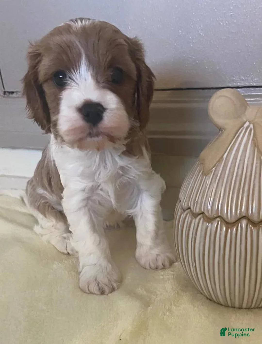 Cavapoo dogs for sale: Sara - Ad 1