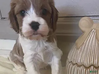 Cavapoo dogs Sara - Ad 24