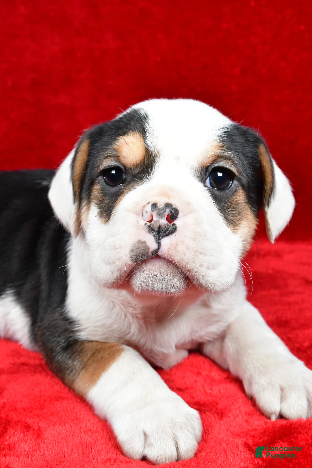 Beabull dogs for sale: Willow - Ad 5