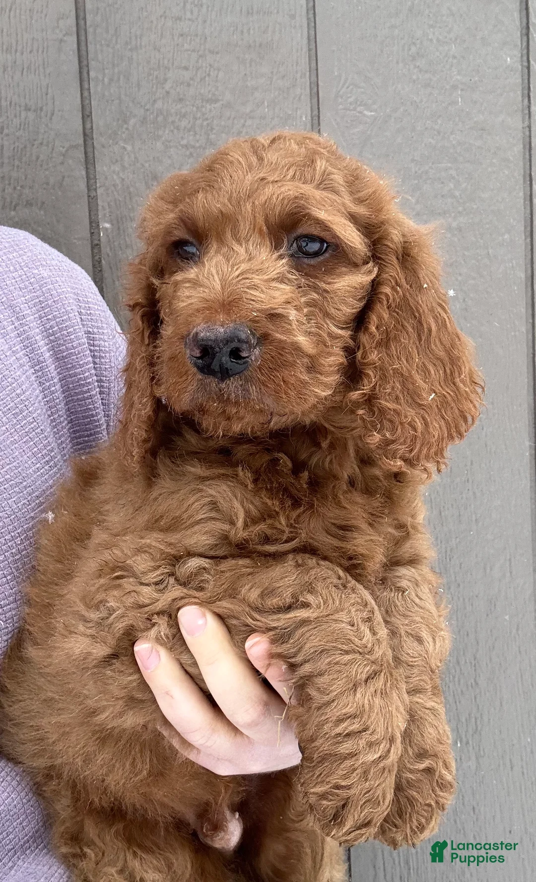 Goldendoodle dogs for sale: Lenny - Ad 1