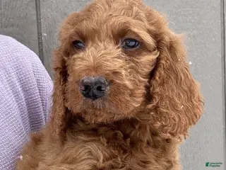 Goldendoodle dogs Lenny - Ad 32