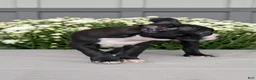 Boston Terrier dogs for sale: Tyson - Ad 5