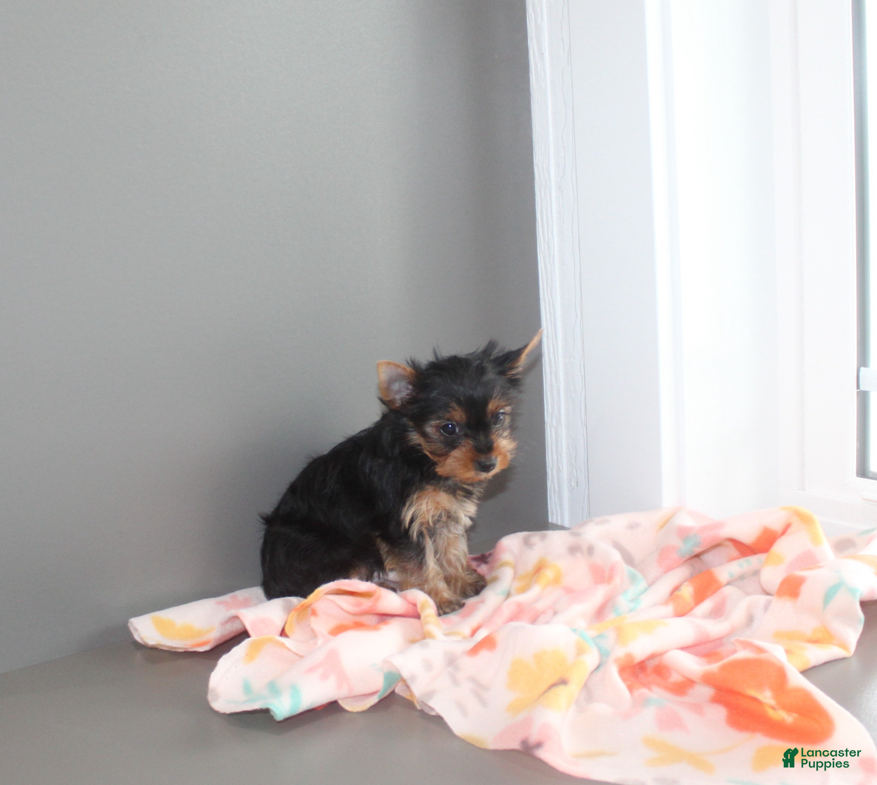Yorkshire Terrier dogs Petunia - Ad 2
