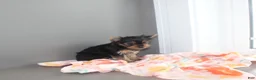 Yorkshire Terrier dogs for sale: Petunia - Ad 2