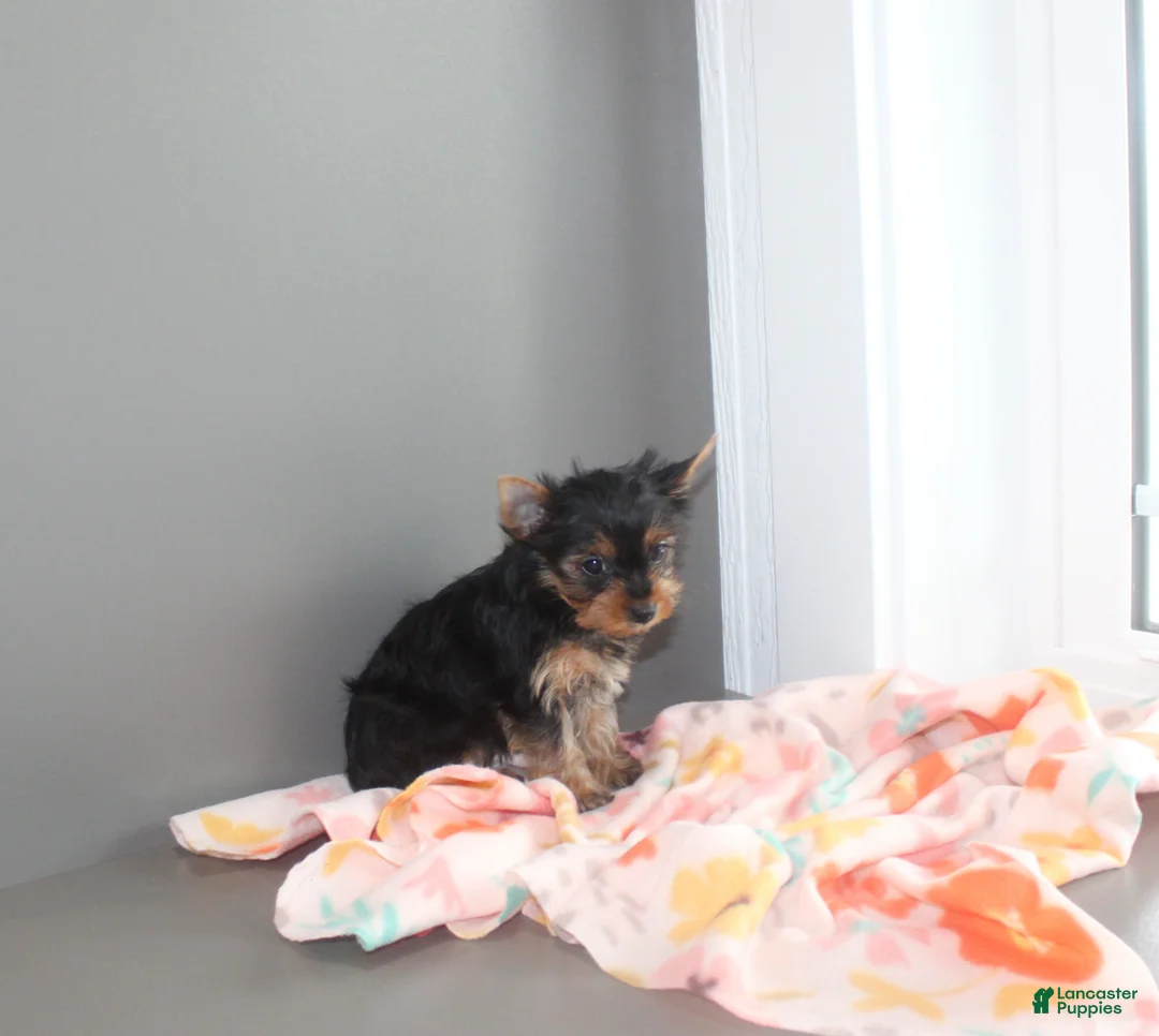 Yorkshire Terrier dogs for sale: Petunia - Ad 2