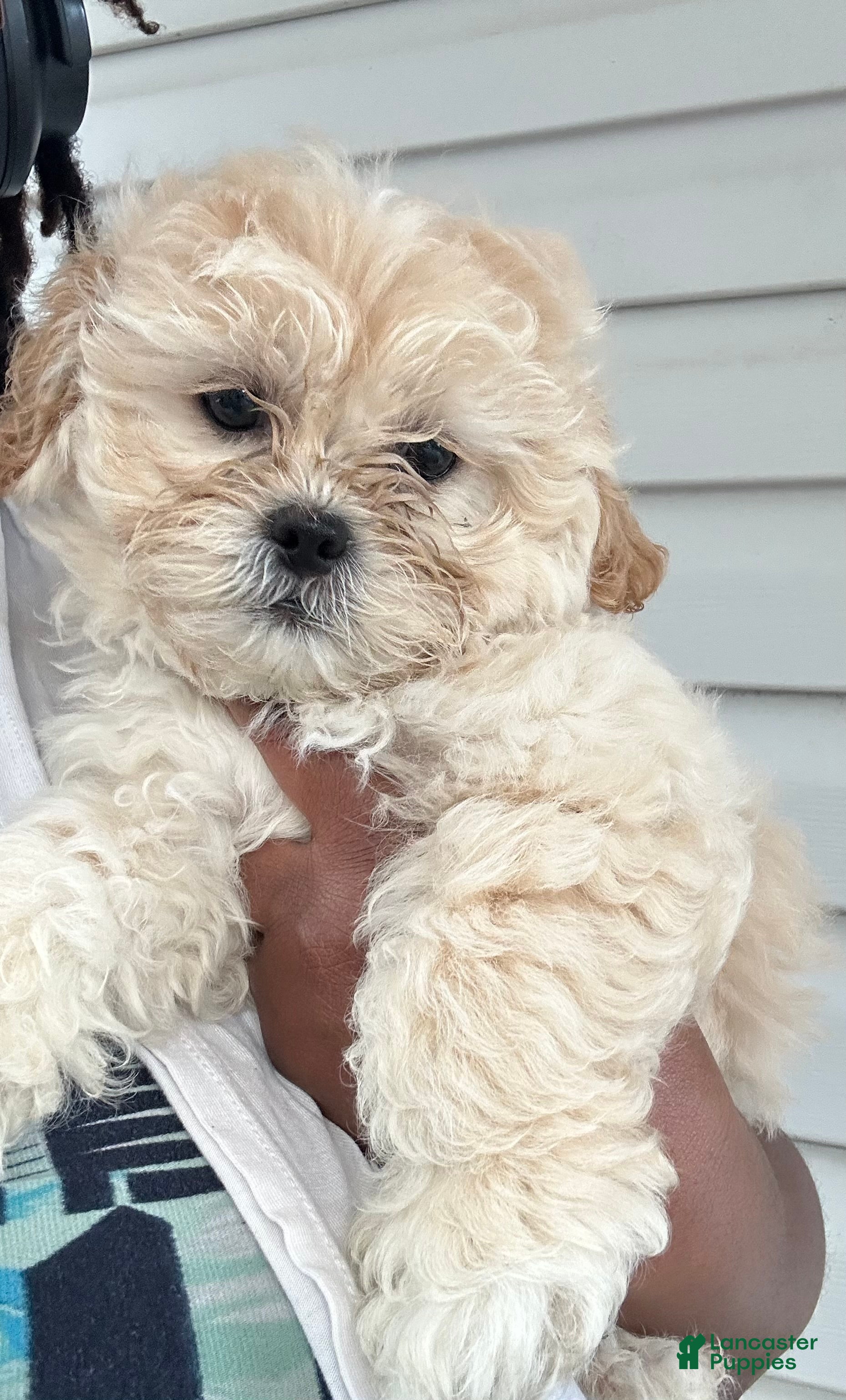 Shihpoo dogs Shihpoo Puppy 1 - Ad 14