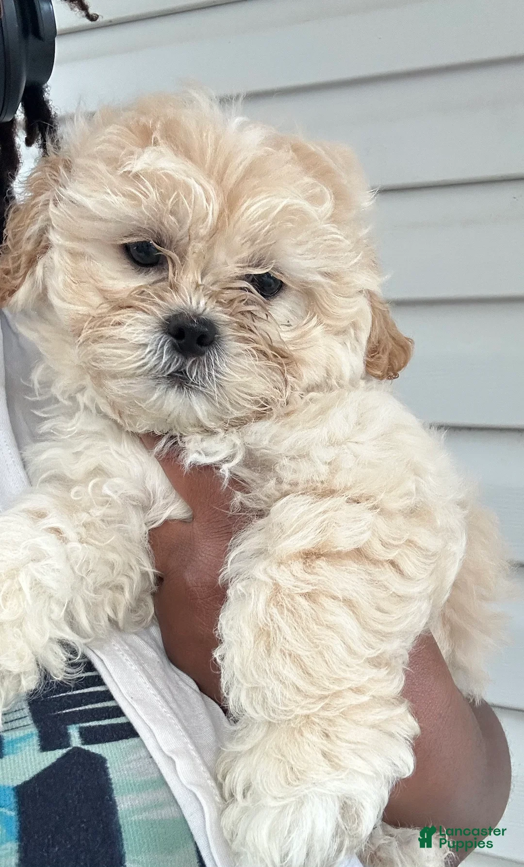 Shihpoo dogs for sale: Shihpoo Puppy 1 - Ad 1