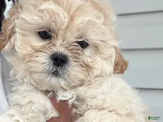 Shihpoo dogs Shihpoo Puppy 1 - Ad 14