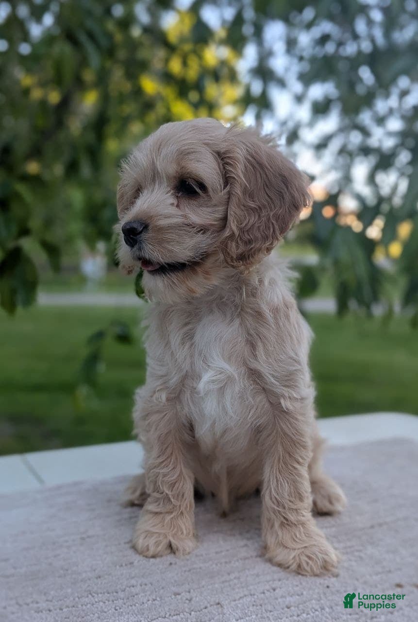 Cockapoo dogs Archie - Ad 2