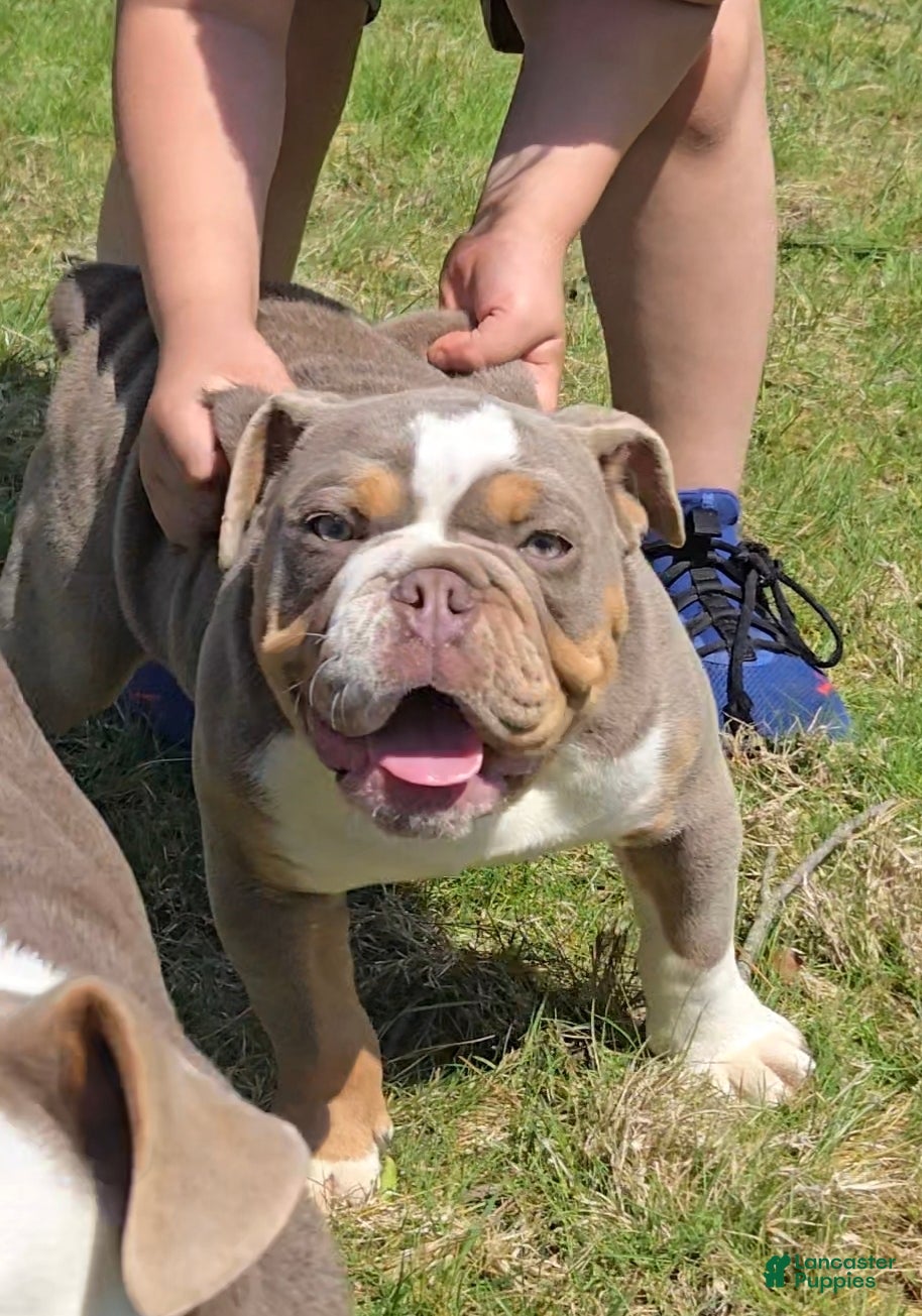 Olde English Bulldogge dogs Olde English Bulldogge Puppy 1 - Ad 2