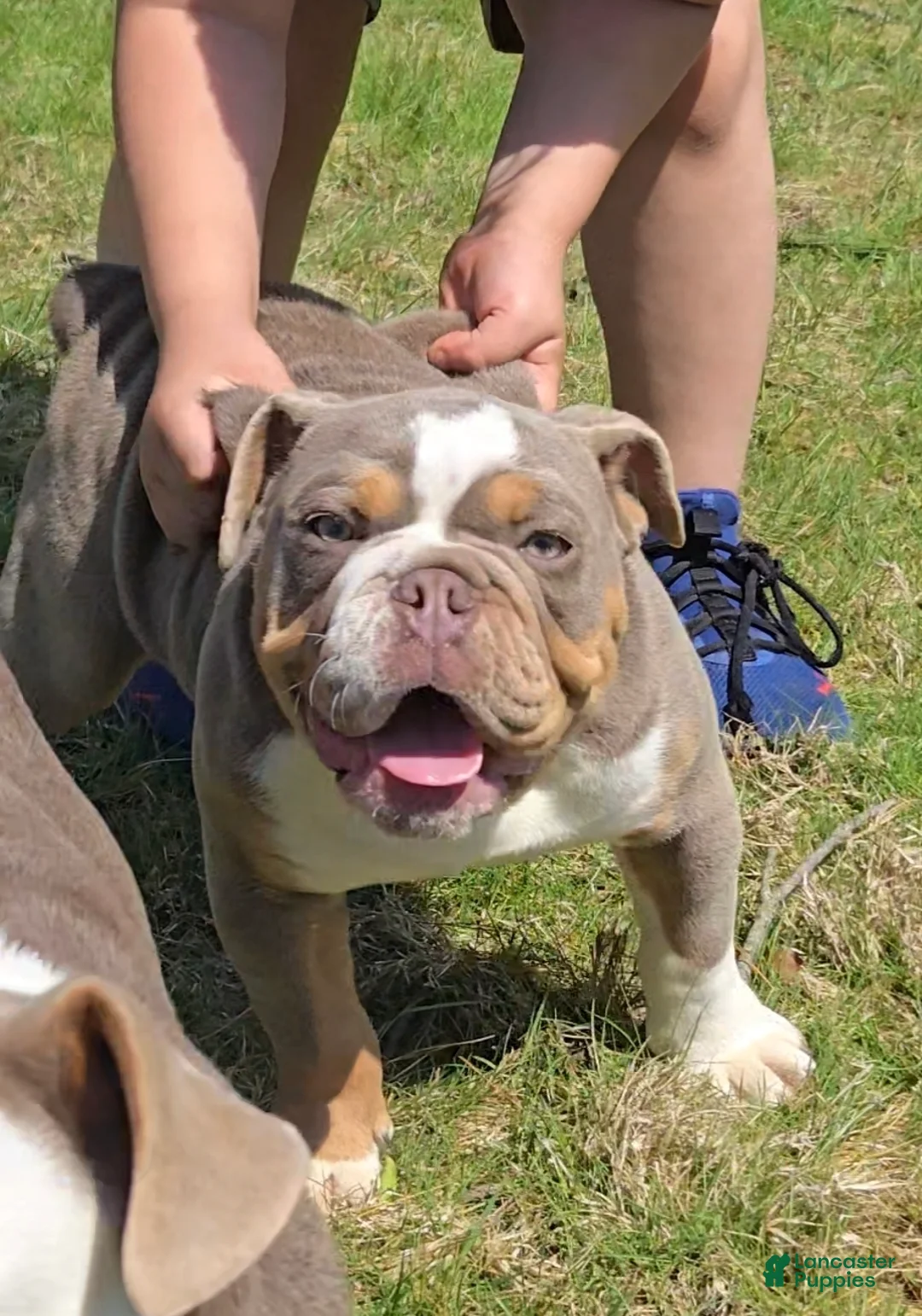 Olde English Bulldogge dogs for sale: Olde English Bulldogge Puppy 1 - Ad 2