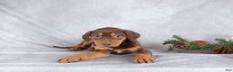 Catahoula Leopard Dog dogs for sale: Jewel - Ad 1
