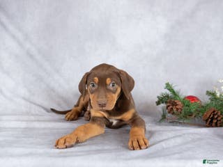 Catahoula Leopard Dog dogs Jewel - Ad 5