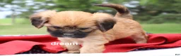 Mixed Breed dogs for sale: Rhett - Ad 4