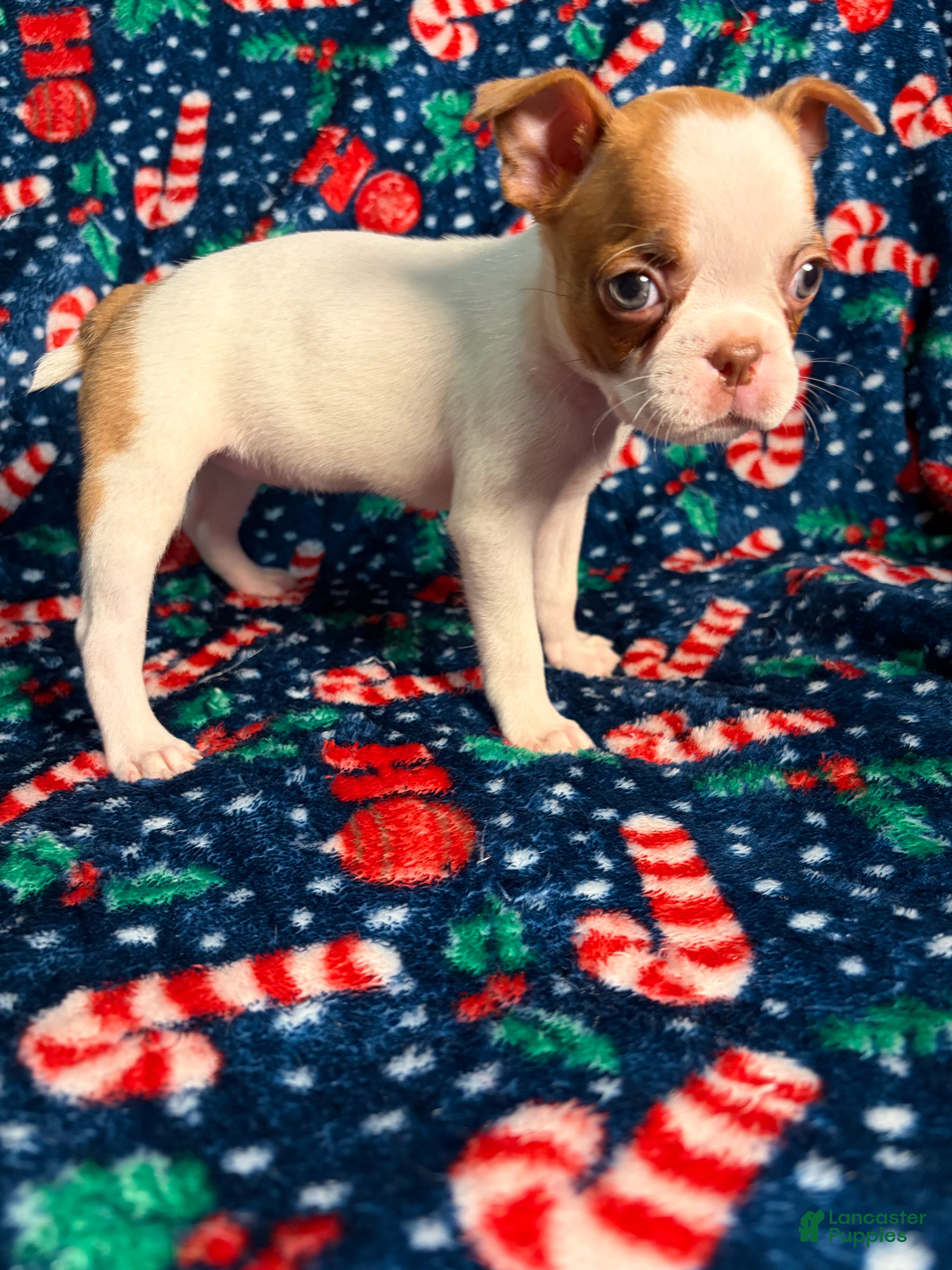 Boston Terrier dogs Patty  - Ad 1