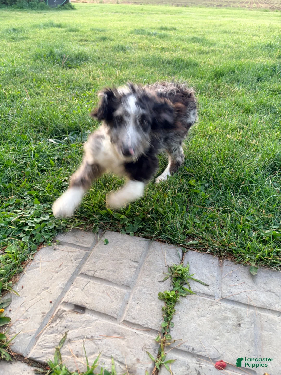 Mixed Breed dogs for sale: Boone - Ad 6