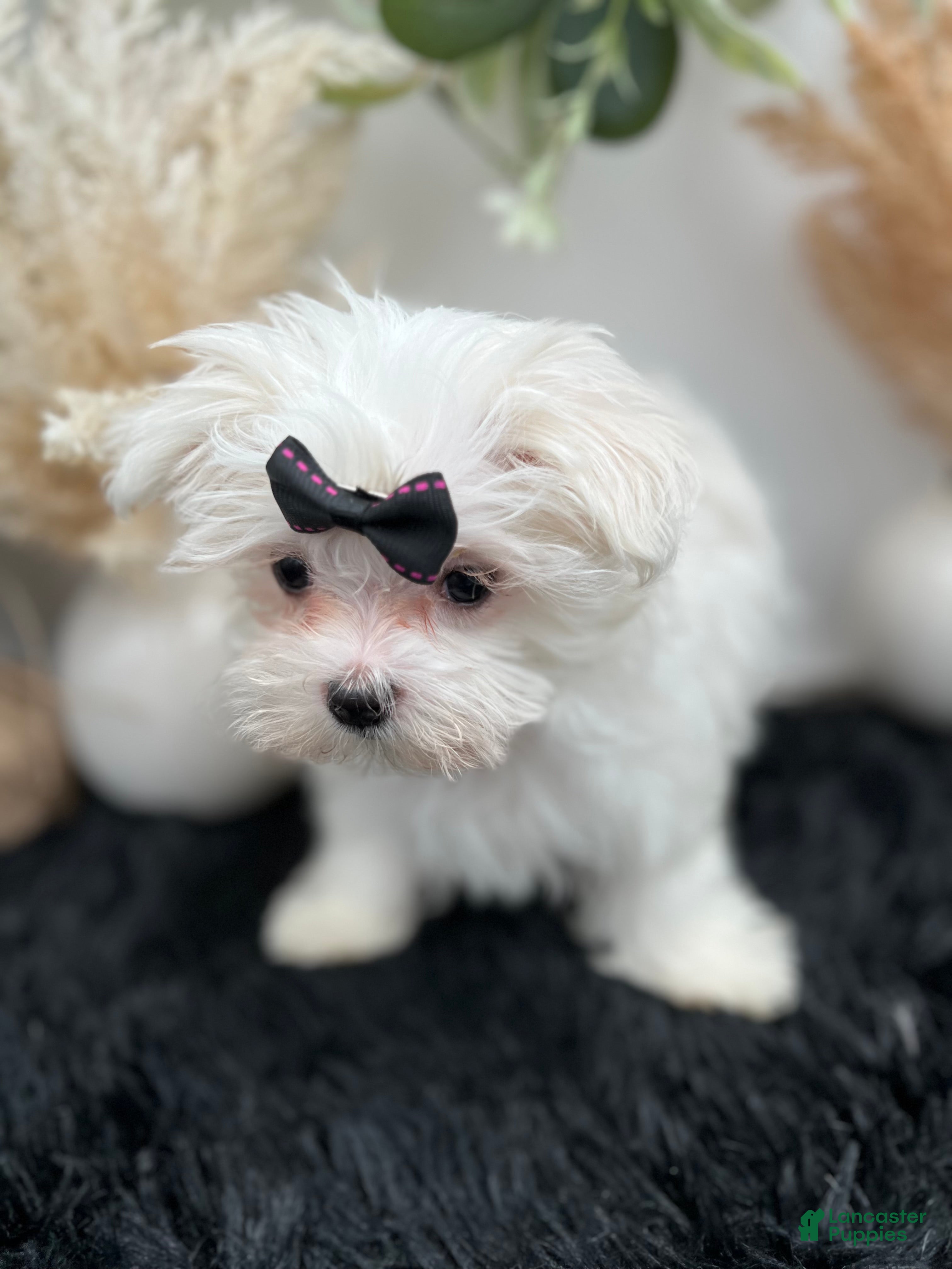 Maltese dogs AKC Missy the Korean Maltese $3000 - Ad 1