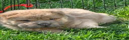 Shar Pei dogs for sale: Nacho  - Ad 3