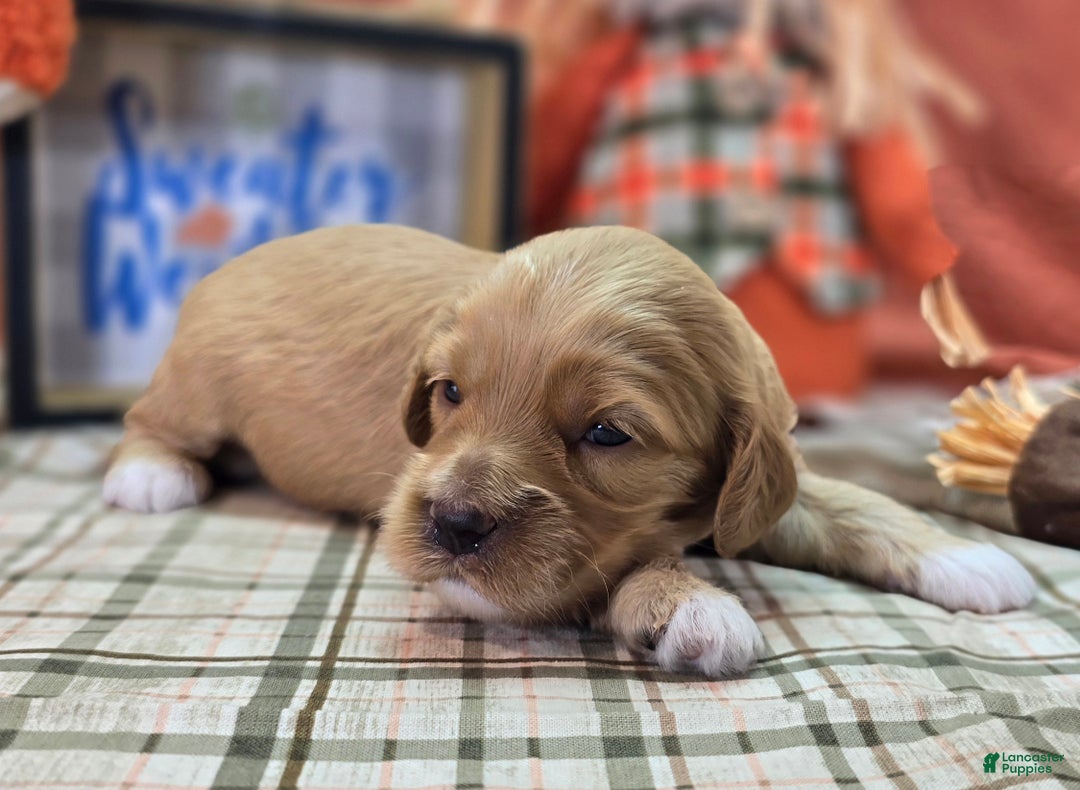 Cockapoo dogs for sale: Captain Walden - Ad 10