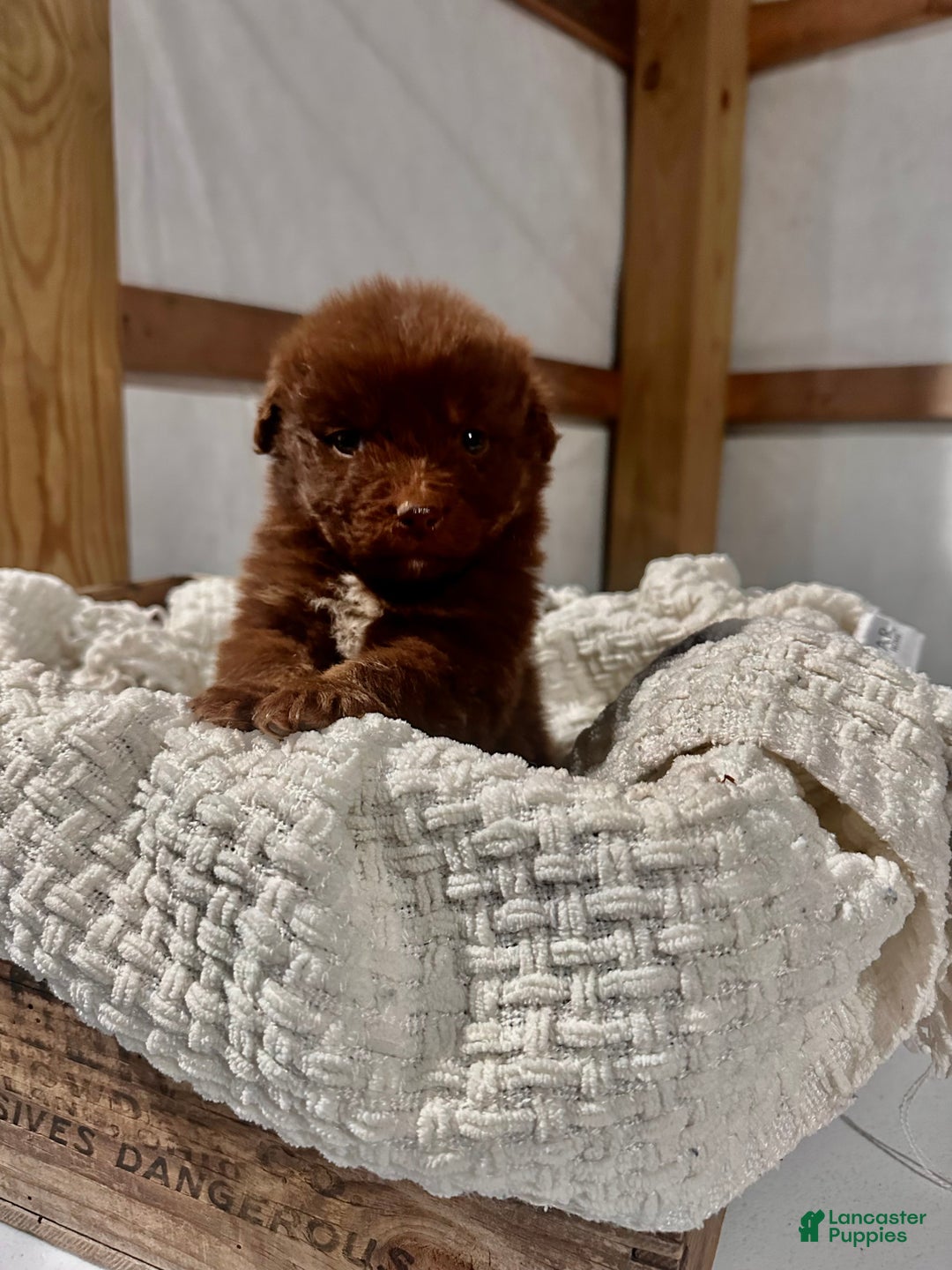 Aussiedoodle dogs for sale: Channing - Ad 2