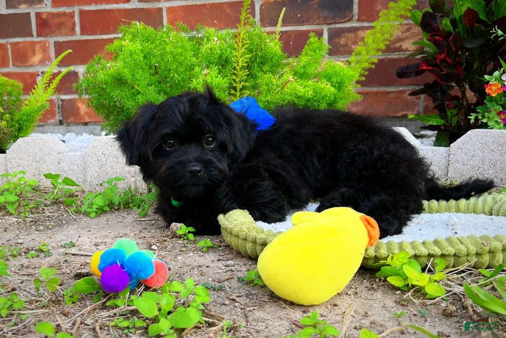 Shihpoo dogs Baby Yoda - Ad 2