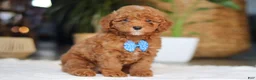 Miniature Poodle dogs for sale: Bean - Ad 2