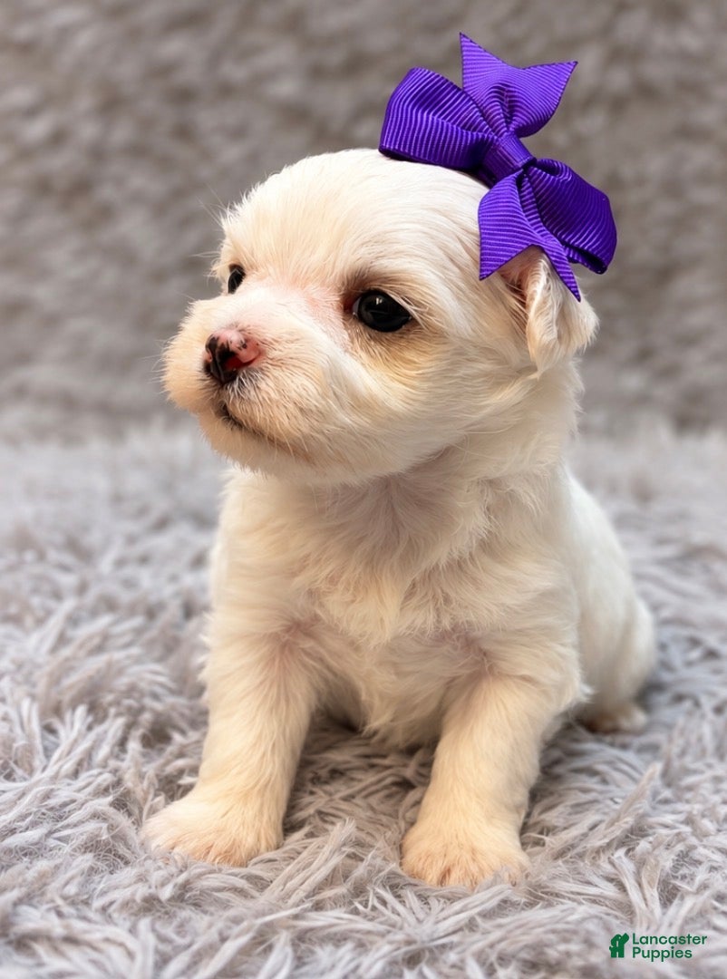 Maltese dogs Lilly  - Ad 12