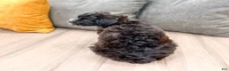 Yorkiepoo dogs for sale: Theo - Ad 5
