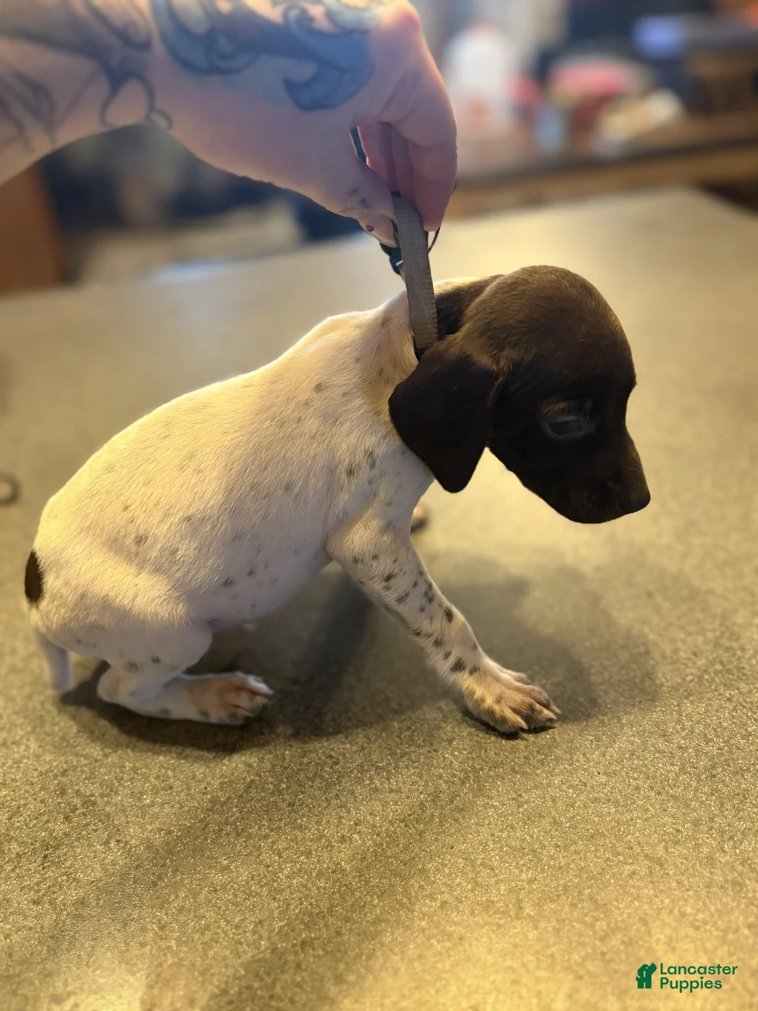 German Shorthaired Pointer dogs for sale: Downy - Ad 2