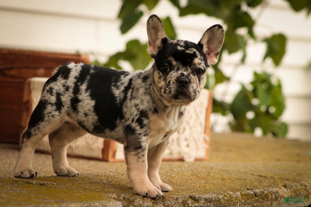 French Bulldog dogs Bella French Bulldog  - Ad 1