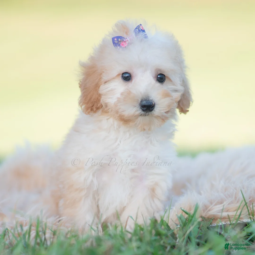 Mini Goldendoodle dogs for sale: Apricot - Ad 2
