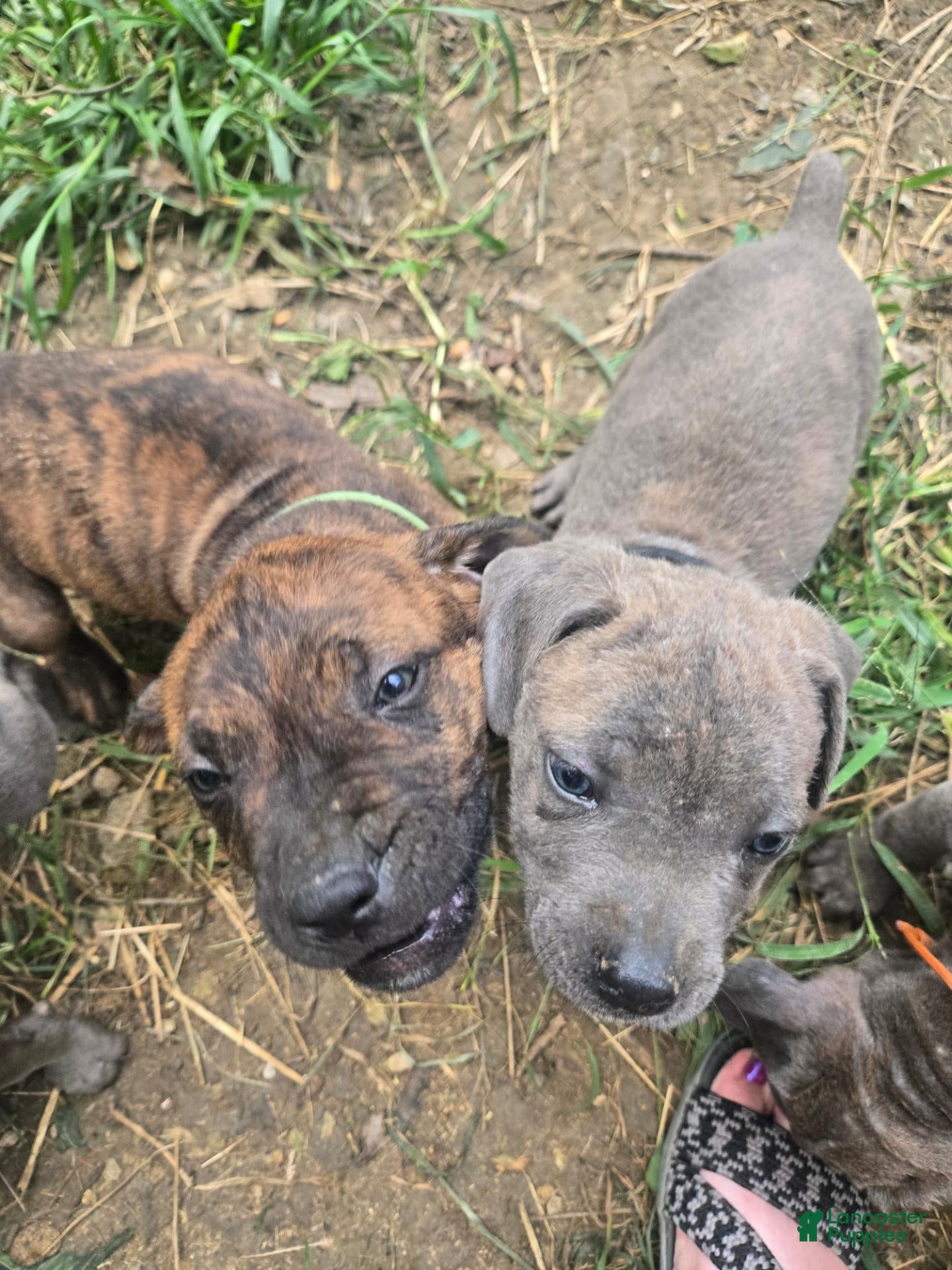 Cane Corso dogs Cane Corso 4 - Ad 34