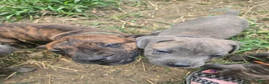 Cane Corso 4