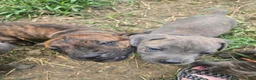 Cane Corso dogs for sale: Cane Corso 4 - Ad 1
