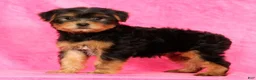 Yorkshire Terrier dogs for sale: Connor - Ad 4