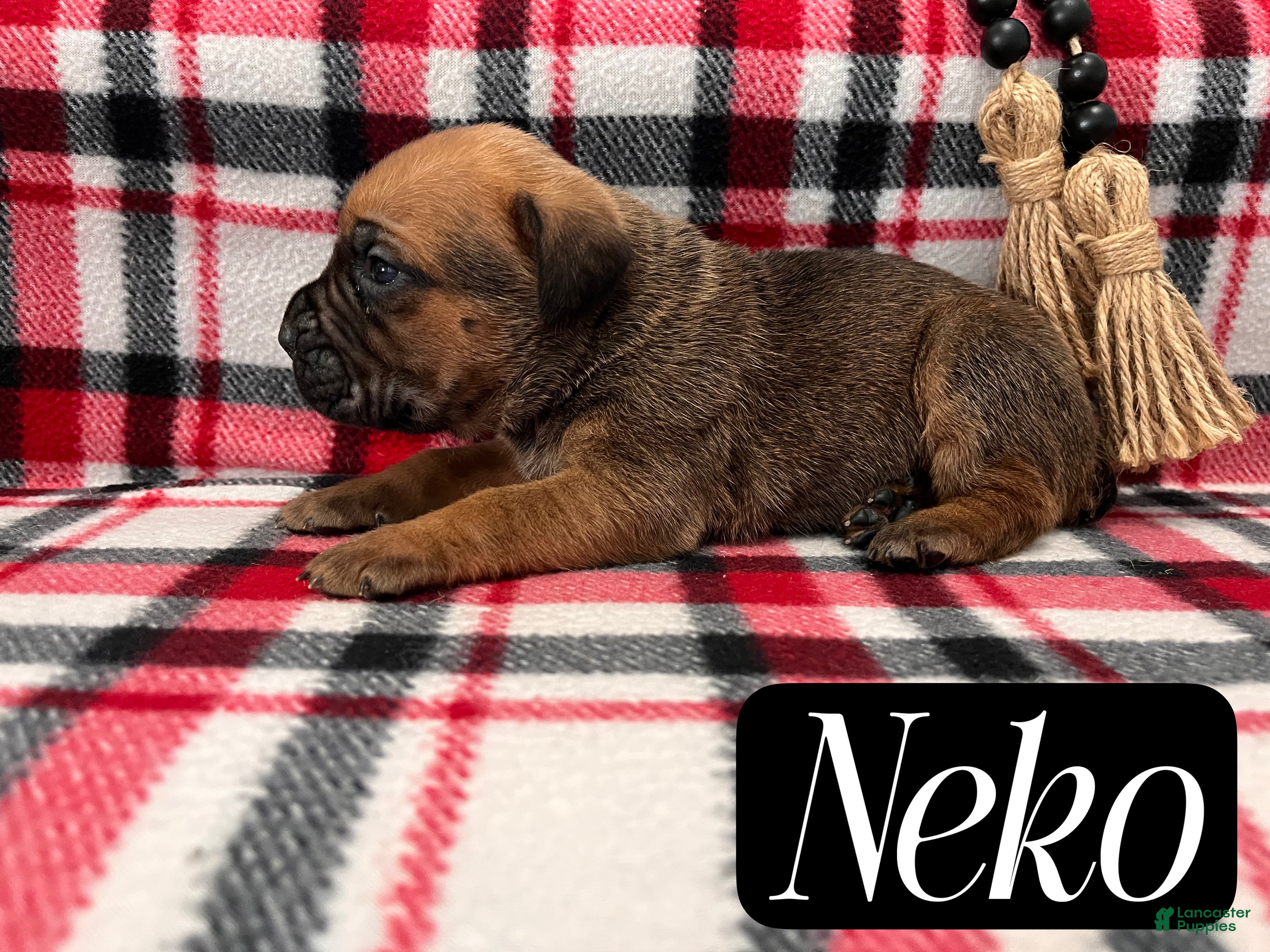 Cane Corso dogs Neko - Ad 28